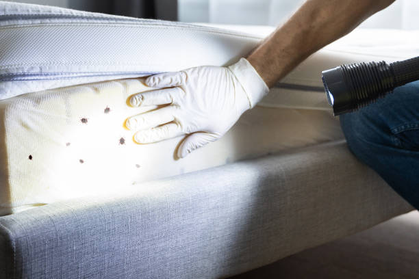 Best Ant Control Services  in New Berlin, WI